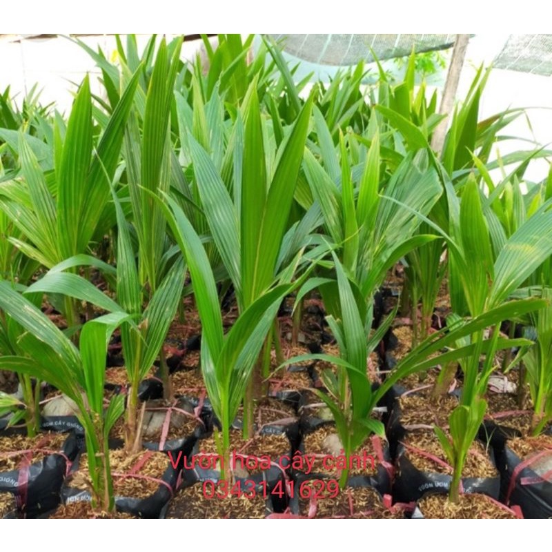 Combo 6 cây dừa xiêm lùn