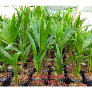 Combo 6 cây dừa xiêm lùn