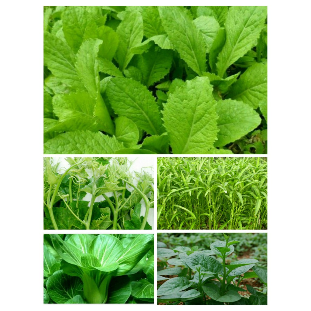 Combo 10 gói rau ăn lá tự chọn giá rẻ dễ trồng