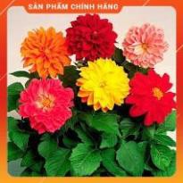 VNUA -  HẠT GIỐNG THƯỢC DƯỢC NHIỀU MẦU GÓI 50 HẠT
