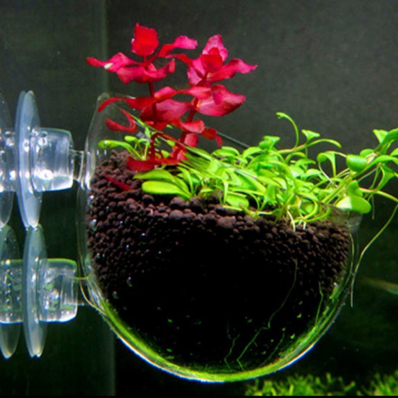 Cốc trồng cây thủy sinh trên mặt kính