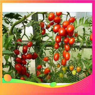 Hạt Giống Cà Chua Bi IDYII F1 - 30 Hạt VIETGAR