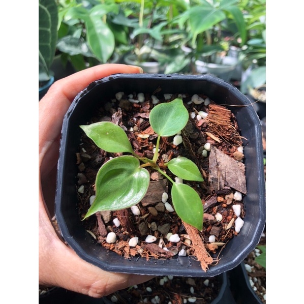 Cây Hồng Hạc Philodendron Billietiae( cấy mô từ cây mẹ Var)