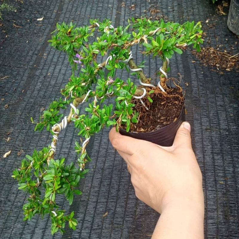 Linh sam và chậu sứ khách chọn
