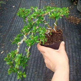 Linh sam và chậu sứ khách chọn