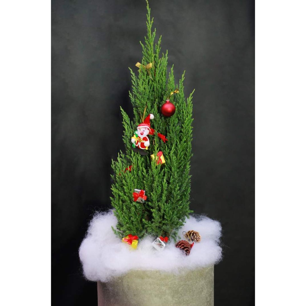 Cây Sơn Tùng cao 55cm để bàn hay còn gọi là cây thông tươi Noel giáng sinh chưa trang trí