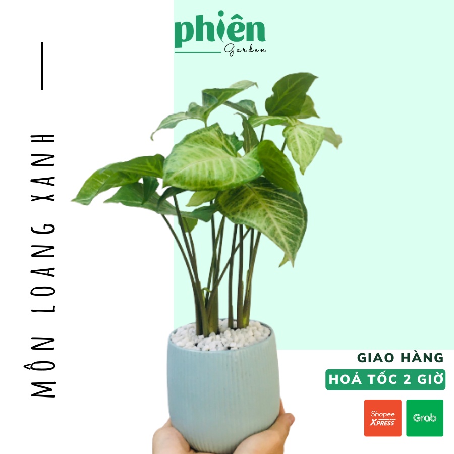 Cây môn loang xanh, cây tróc bạc để bàn kèm chậu gốm tráng men