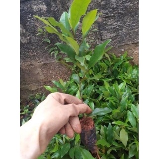 Hoa lan tiêu(tên khác là hàm tiếu )