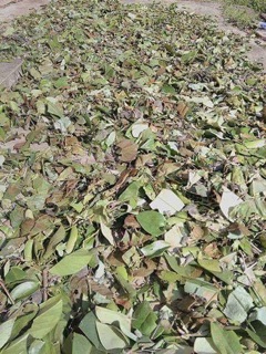 Lá tắm dân tộc Dao đỏ Sa Pa 1kg