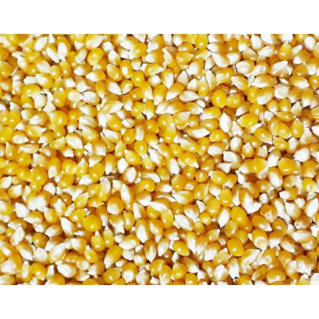 Bắp - Bơ Mỹ làm bắp rang bơ ( tỉ lệ nổ 100%) | BigBuy360 - bigbuy360.vn
