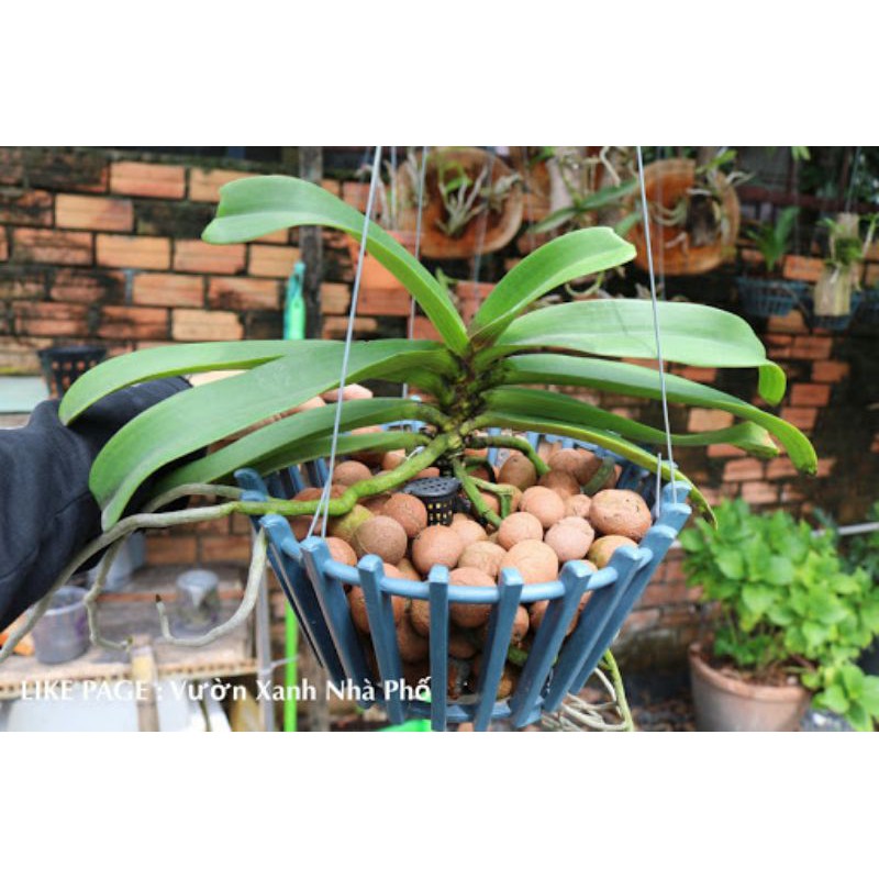 Viên đất nung gói 5dm3, size 5-8mm và 1-2cm