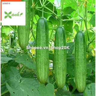 Hạt giống Dưa leo