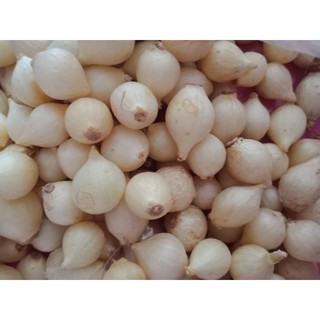 Hạt ném ( củ nén / hành tăm )