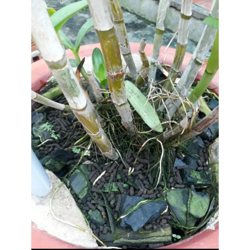 Phân trùn quế dạng viên