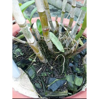 Phân trùn quế dạng viên