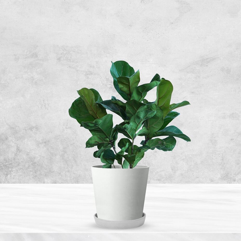 Cây Ficus lyrata Compacta (Bàng Sing) chậu thủy sinh 2 lớp (TC) không cần tưới