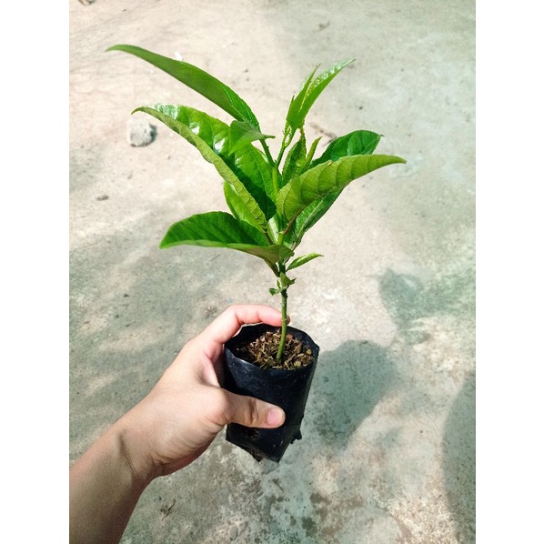 Cây giống Chanh leo tím Đài Loan