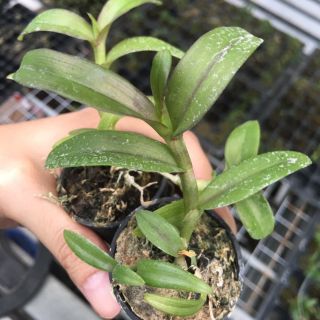[FREESHIP TỪ 50K] Phi Điệp Hòa Bình cốc giống