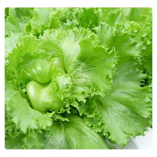 Hạt giống xà lách minetto phú nông