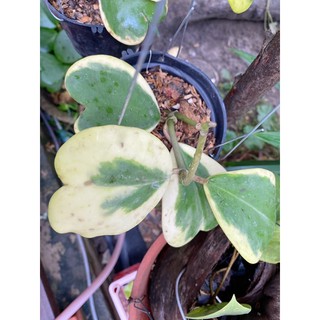 Cây lá tim cực đẹp( cẩm cù tim var)