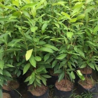 Cây vối nếp lớn, cây to