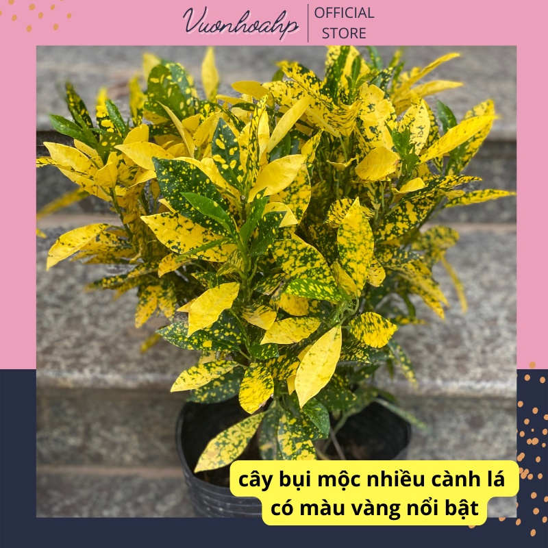 Cây cô tòng lá đốm  cao 30cm lá vàng, trồng công trình, trang trí nhả cửa, ảnh thật, lỗi 1 đổi 1