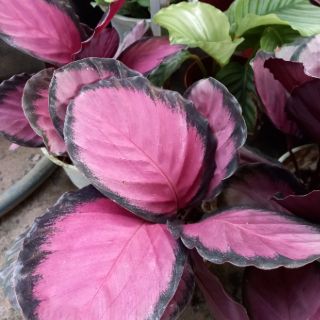 💕  Cây đuôi công đỏ 💕
