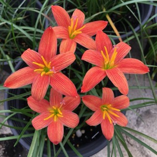 Củ huệ mưa ngoại Lavalon (vàng cam sọc),củ mẹ, size hoa, đảm bảo chuẩn tag, sống 100%,