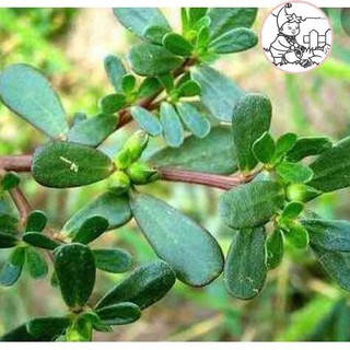 HẠT RAU SAM, RAU SAM - GÓI 2 GRAM