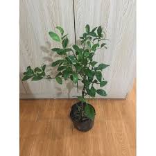 Cây Chanh Tứ Quý không hạt ra quả quanh năm cây giống kèm bầu đất cao 40cm - 60cm lá có mùi thơm làm gia vị nhiều món ăn