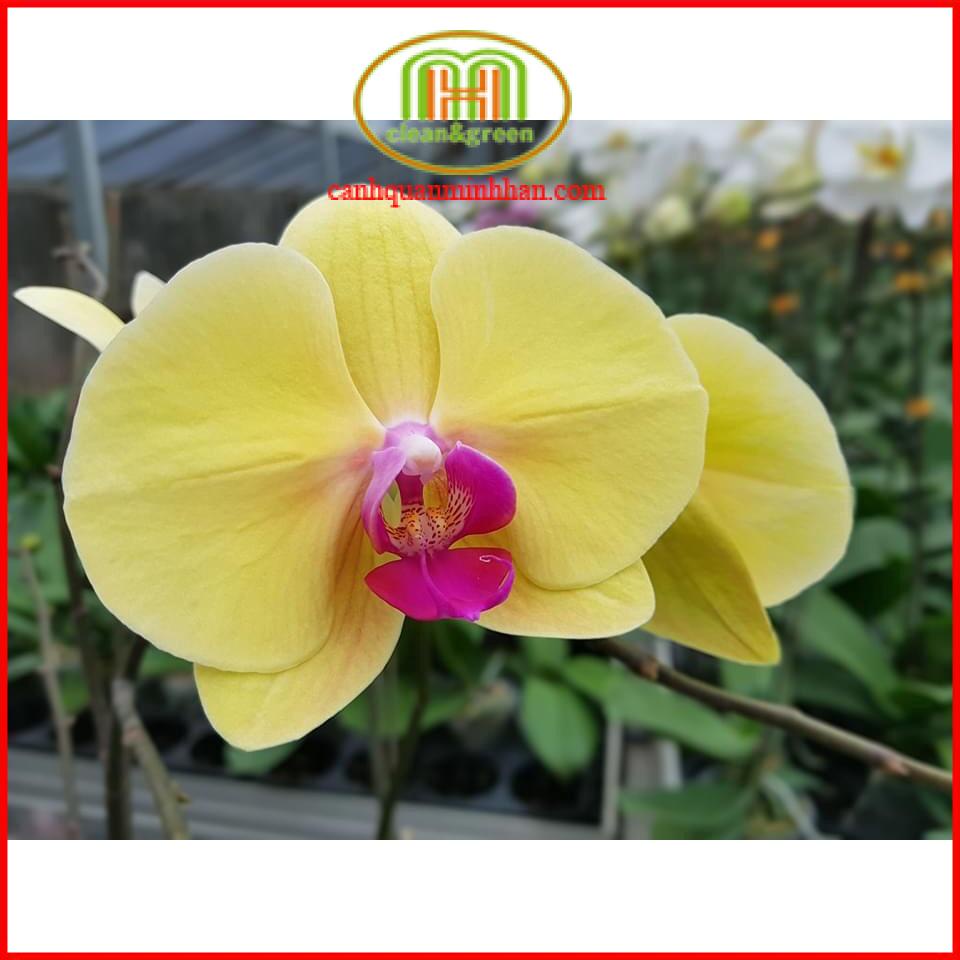 Phân Đạm Cá hữu cơ siêu đậm đặc tiết kiệm 20-30% phân bón kích ra rễ, bộ rễ khỏe, giúp cây đâm chồi mạnh