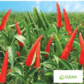 Hạt giống Ớt chỉ thiên F1