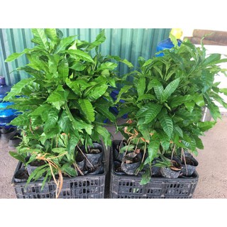 cây giống vú sữa vàng