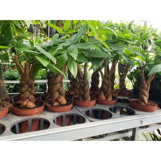 Cây kim ngân (bính và củ)tặng kèm phân bón