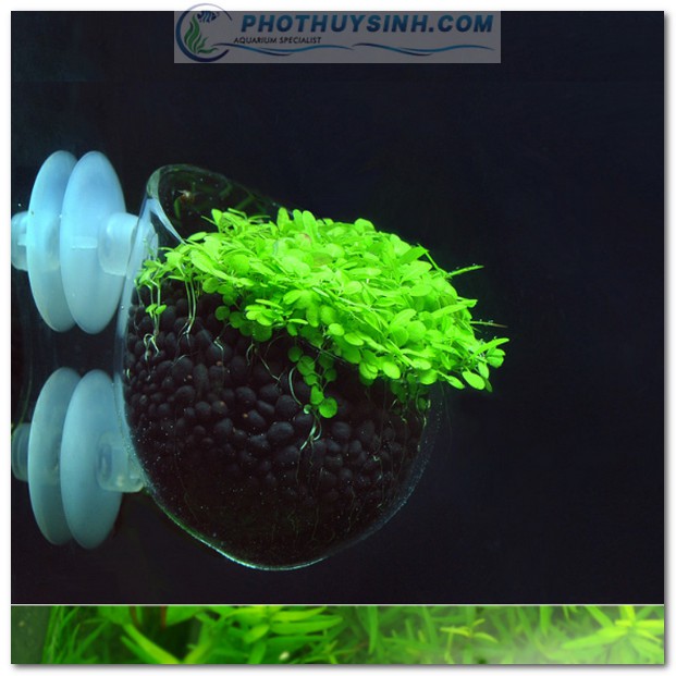 Cốc trồng cây