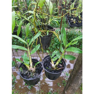 cây Lan Dendrobium Gatton Sunray--[ cây còn nhỏ ]