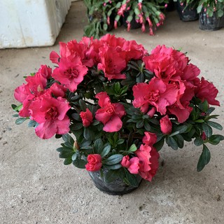 Cây hoa Đỗ Quyên màu đỏ bán kính 30cm, cây hoa Tết cực sai hoa và dễ chăm sóc, trồng ban công và để bàn phòng khách