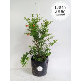 Cây lựu đỏ ấn độ ( chuẩn giống), cây đang hoa