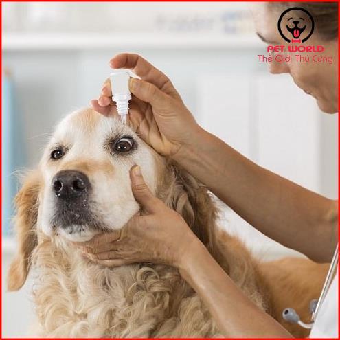 [Mã PET50K giảm Giảm 10% - Tối đa 50K đơn từ 250K] Thuốc trị đau mắt chó mèo - thuốc nhỏ mắt chó mèo BiO-GENTADROP