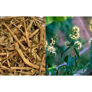 1kg Cây Dạ Cẩm Khô