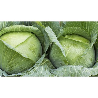 HẠT GIỐNG BẮP CẢI XANH