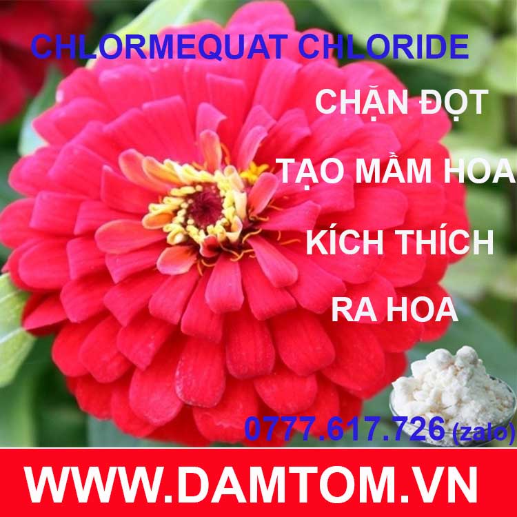 Gói 100g - Chlormequat Chloride CCC 98% - kiểm soát đâm chồi, thúc đẩy sinh sản
