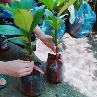 CÂY GIỐNG MĂNG CỤT