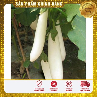 Hạt giống cà trắng quả dài F1