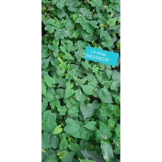 Cây diếp cá 1k/2 cây, combo 10k 25cây