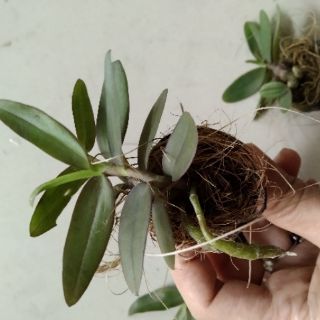 Phi điệp Châu Như gieo hạt