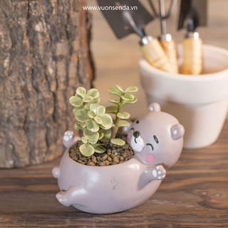 Chậu gấu (nhựa cứng) - Vườn sen đá