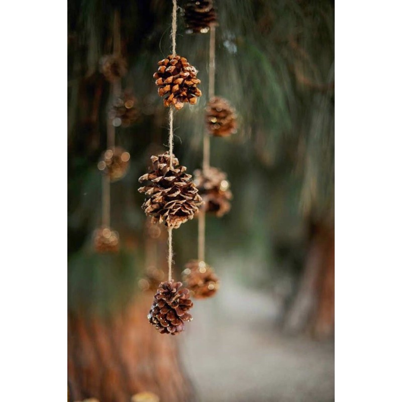 Combo 5 quả thông khô - trang trí giáng sinh, cây thông noel, decor chụp ảnh