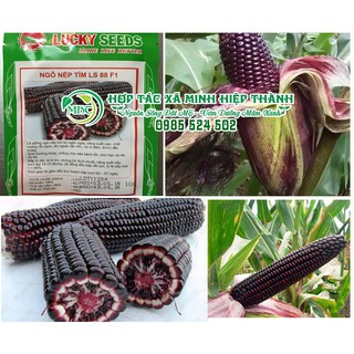 Sale off Hạt giống ngô tím cực đẹp.