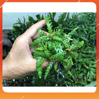 Cây Thủy Sinh Liễu Răng Cưa